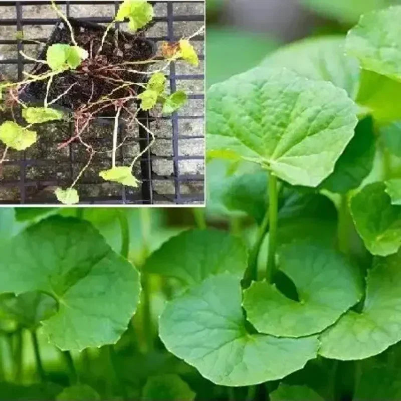 500 Gotu Kola Seeds (Centella asiatica) – Pennywort | Rau Má - HarvestNest Seeds