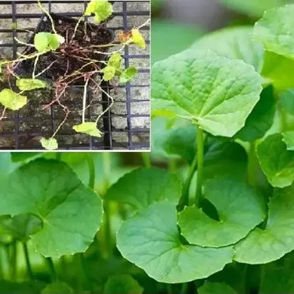 500 Gotu Kola Seeds (Centella asiatica) – Pennywort | Rau Má - HarvestNest Seeds