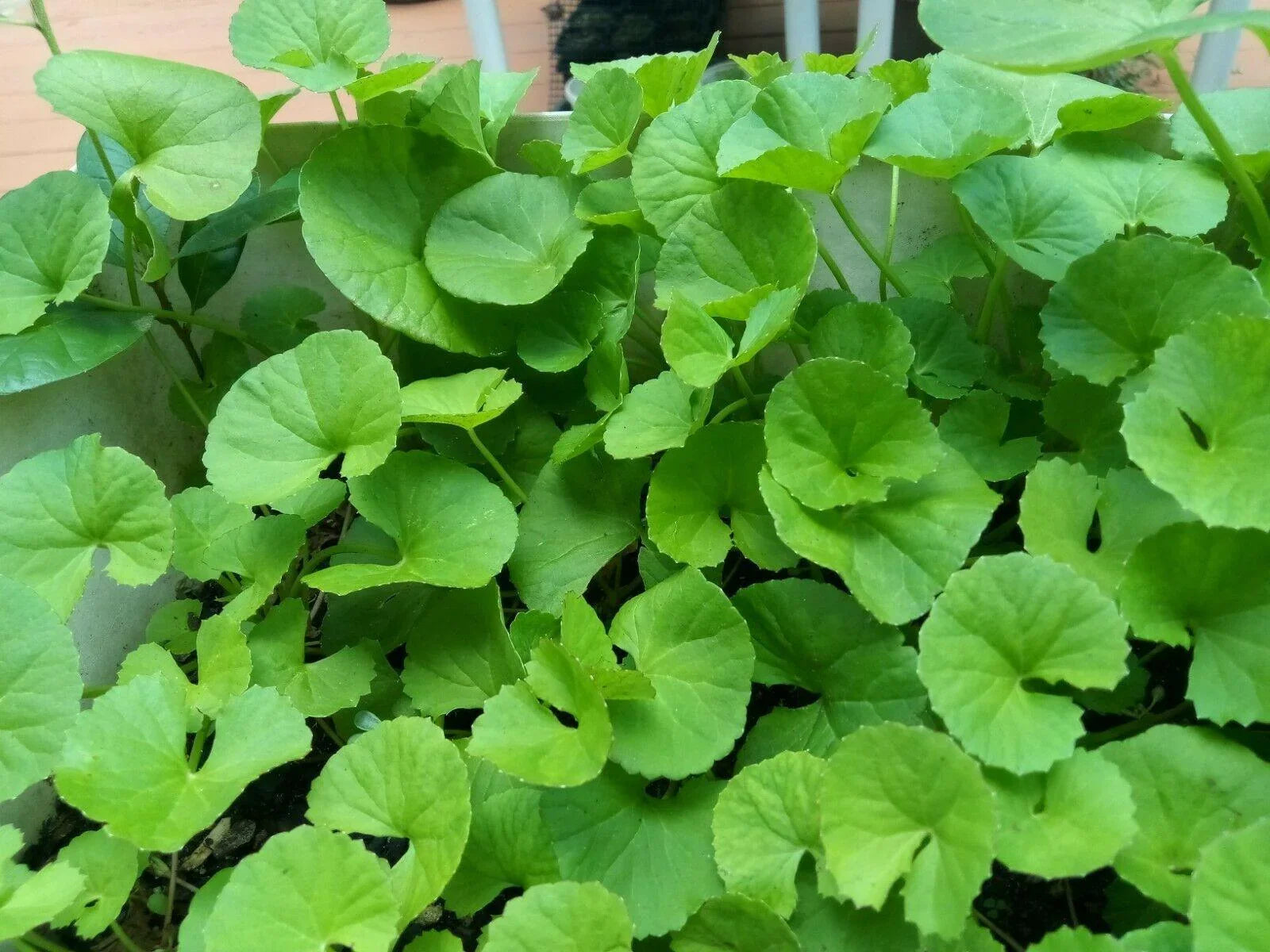 500 Gotu Kola Seeds (Centella asiatica) – Pennywort | Rau Má - HarvestNest Seeds