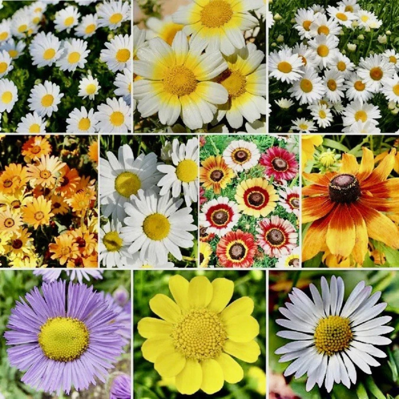 Vibrant mixed-color daisies in full bloom, perfect for gardens and floral displays. HarvestNest Seeds