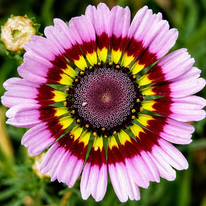 500 Crazy Daisy Seeds – Mixed Colors