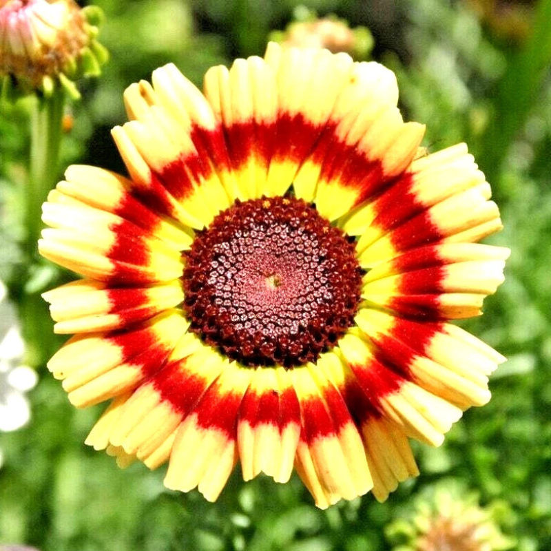 500 Crazy Daisy Seeds – Mixed Colors