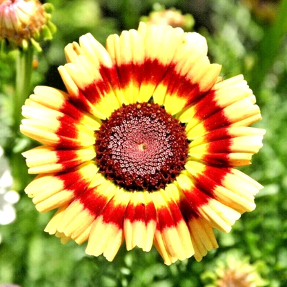 500 Crazy Daisy Seeds – Mixed Colors