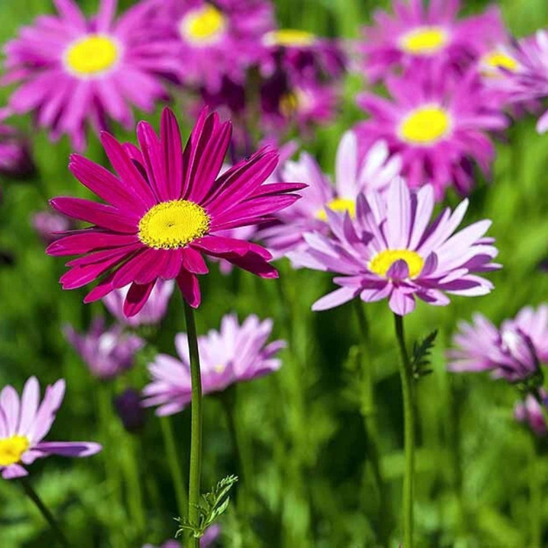 500 Crazy Daisy Seeds – Mixed Colors