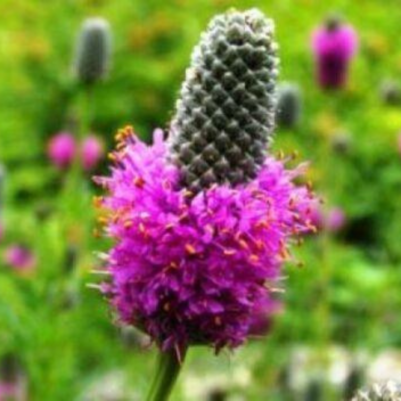 Purple Prairie Clover flower with vibrant magenta blooms, perfect for pollinator gardens and native wildflower landscapes. HarvestNest Seeds