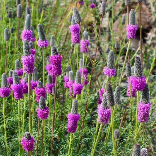 Purple Prairie Clover wildflowers blooming in a native meadow, perfect for pollinator gardens and prairie landscaping. HarvestNest Seeds