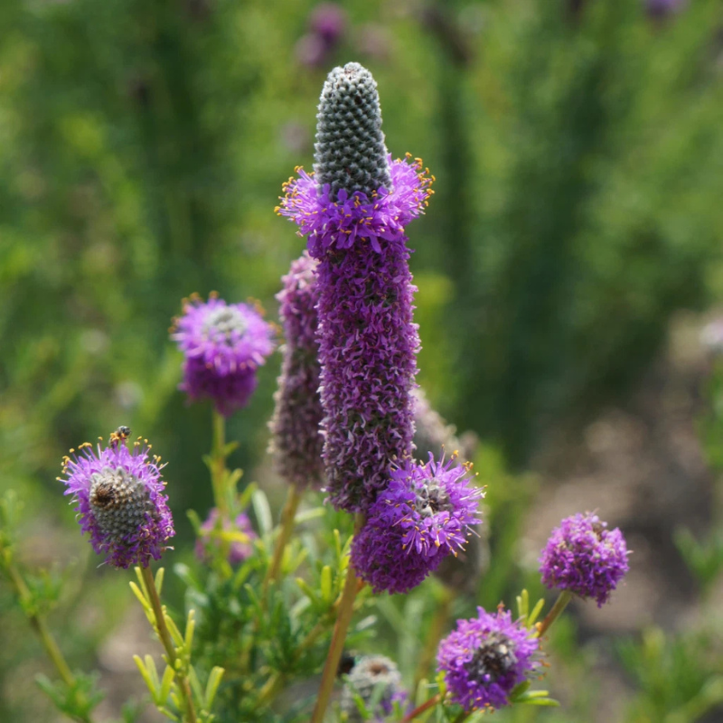 500 Purple Prairie Clover Seeds