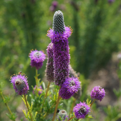 500 Purple Prairie Clover Seeds