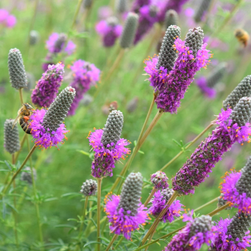 500 Purple Prairie Clover Seeds