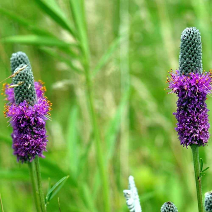 500 Purple Prairie Clover Seeds