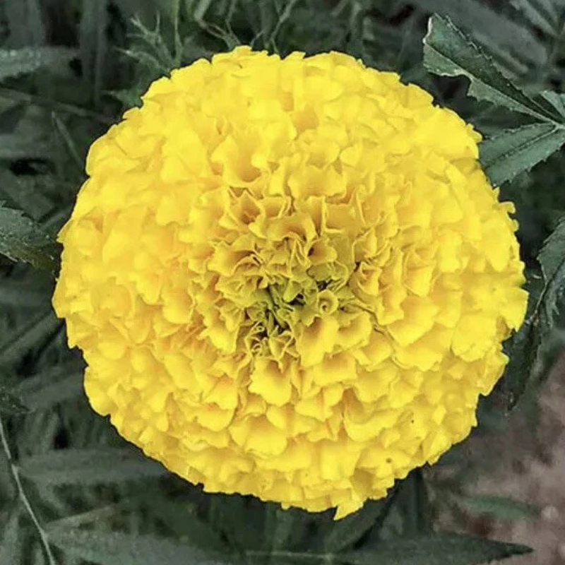 Large golden African Giant Marigold bloom with vibrant ruffled petals. HarvestNest Seeds