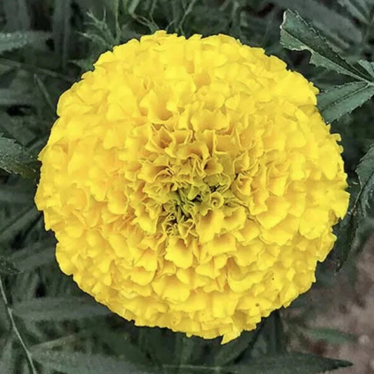 Large golden African Giant Marigold bloom with vibrant ruffled petals. HarvestNest Seeds