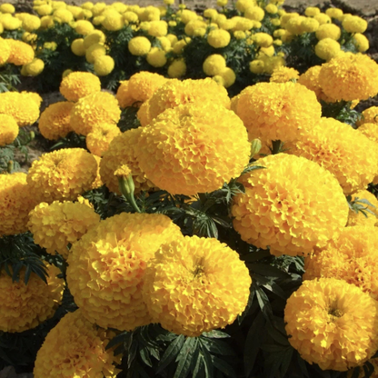 Field of African Giant Marigolds with large golden-yellow blooms. HarvestNest Seeds