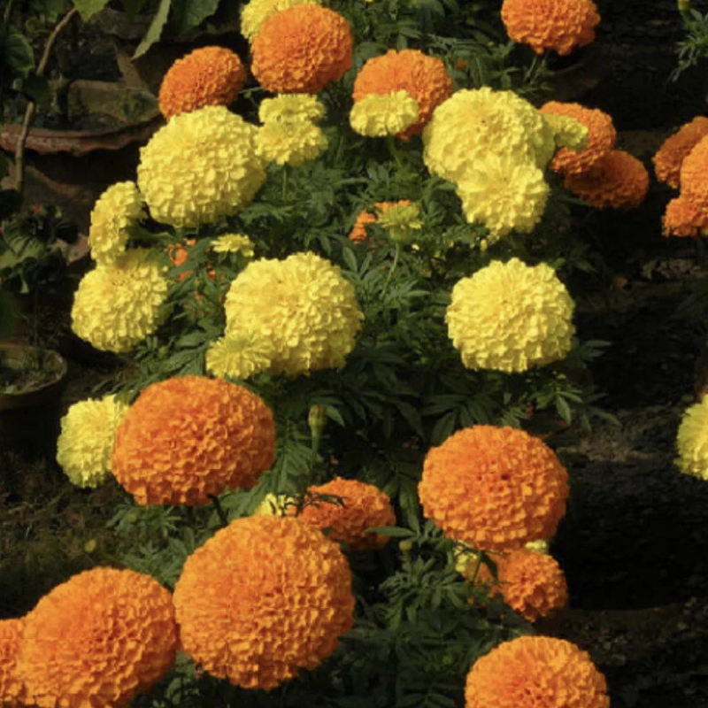 50 African Giant Marigold Seeds