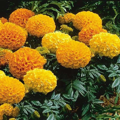 50 African Giant Marigold Seeds