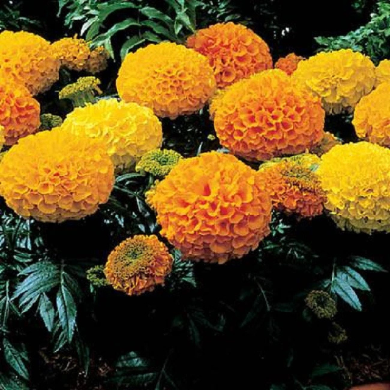 50 African Giant Marigold Seeds