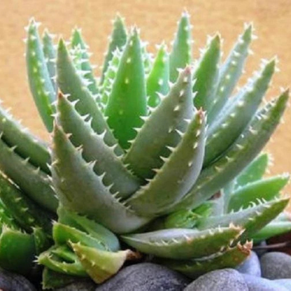 Compact Aloe Brevifolia succulent with spiky blue-green leaves. HarvestNest Seeds