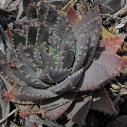 50 Aloe Brevifolia Seeds - Compact & Hardy Short-Leaved Aloe