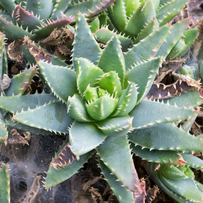 50 Aloe Brevifolia Seeds - Compact & Hardy Short-Leaved Aloe
