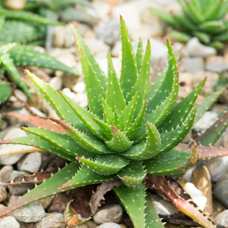 50 Aloe Brevifolia Seeds - Compact & Hardy Short-Leaved Aloe