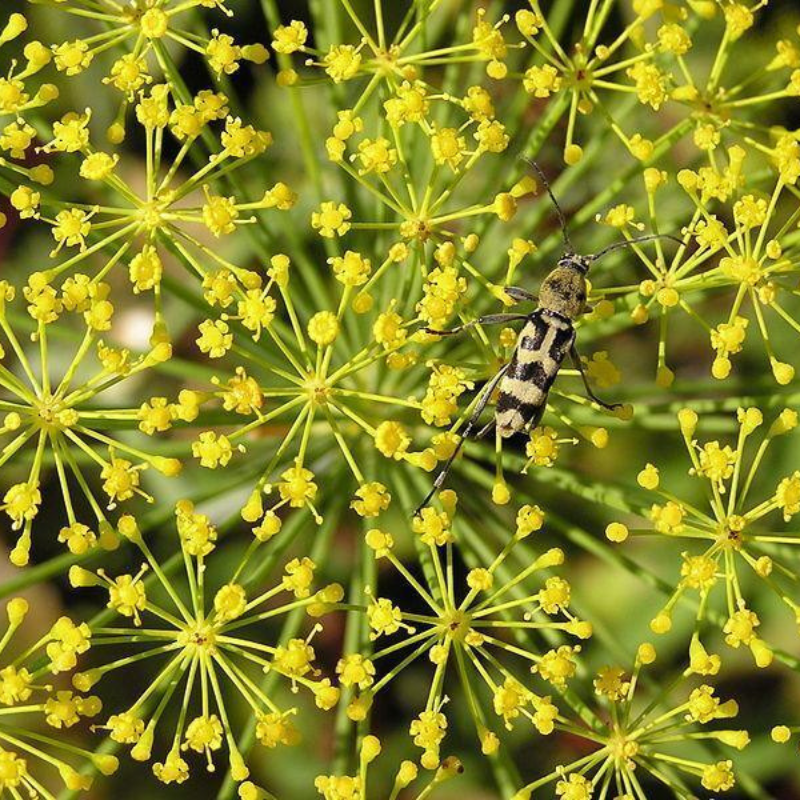 Bouquet dill flowers attracting beneficial pollinators in a thriving herb garden. HarvestNest Seeds