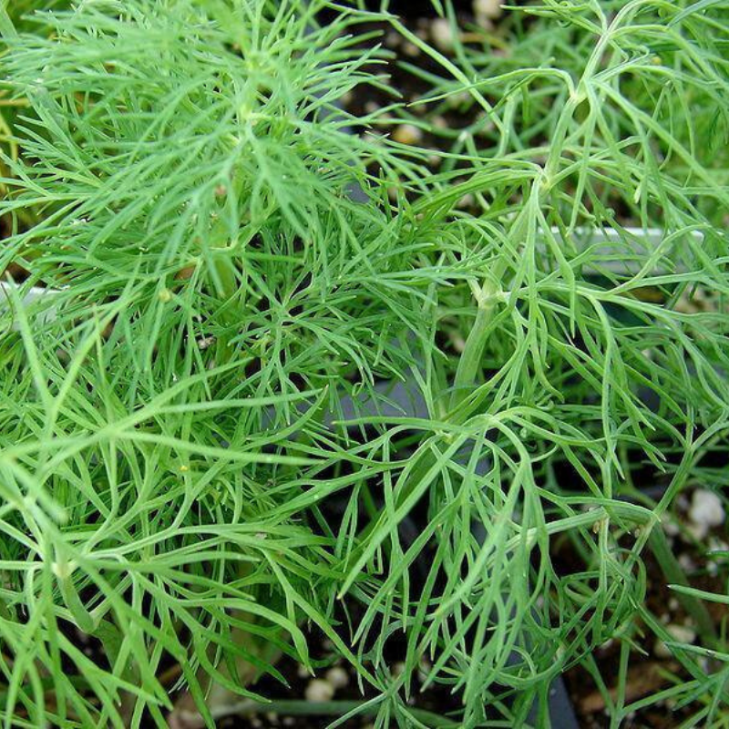 50 Bouquet Dill Seeds | NON-GMO | Heirloom