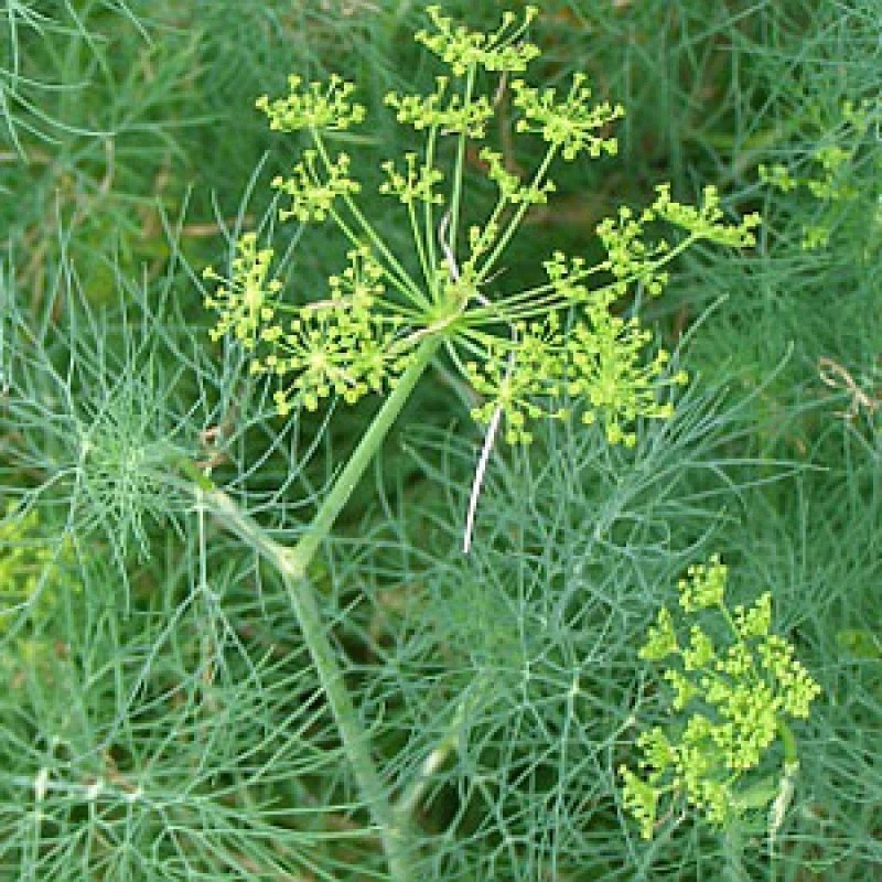 50 Bouquet Dill Seeds | NON-GMO | Heirloom