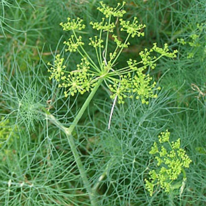 50 Bouquet Dill Seeds | NON-GMO | Heirloom