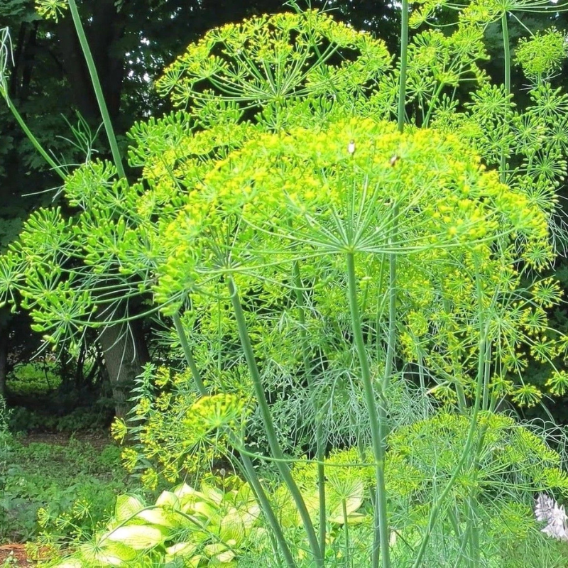 Bouquet dill flowering with vibrant yellow blooms in a thriving herb garden. HarvestNest Seeds.