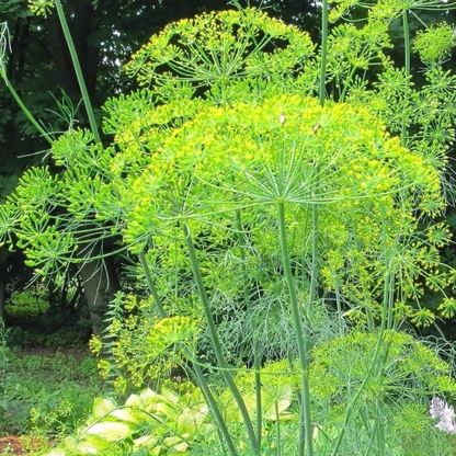 Bouquet dill flowering with vibrant yellow blooms in a thriving herb garden. HarvestNest Seeds.