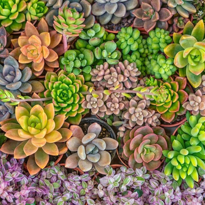 Colorful Echeveria succulent mix featuring assorted rosette-shaped varieties. HarvestNest Seeds
