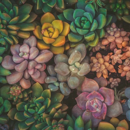 50 Echeveria Succulent Seeds Mix – Assorted Species