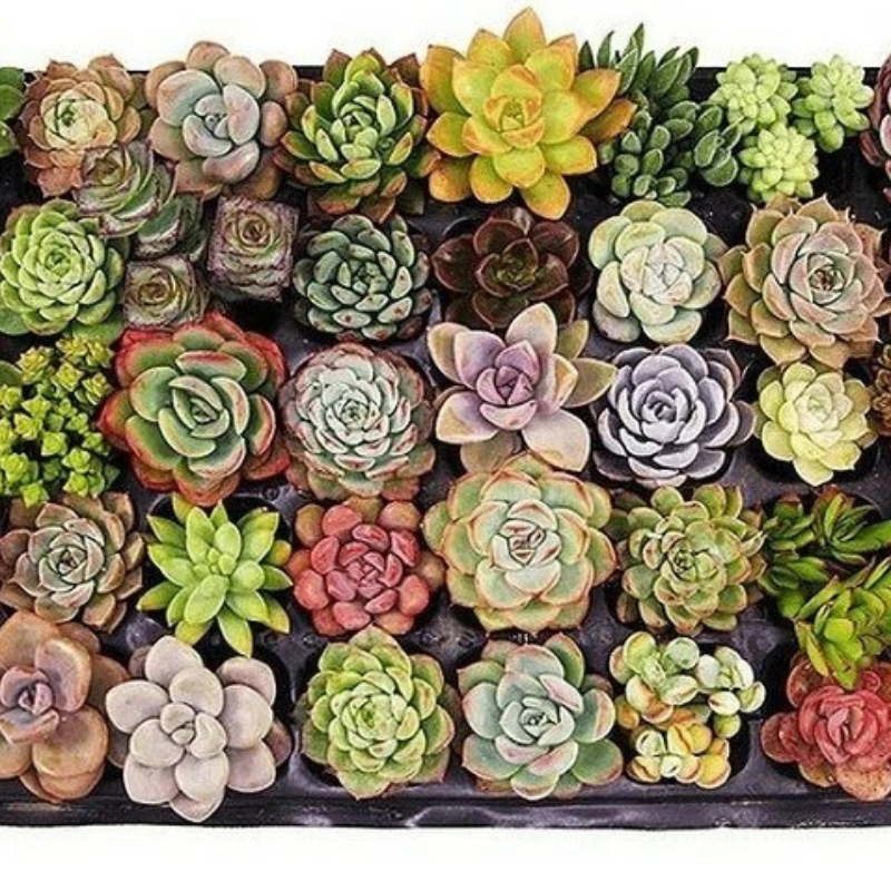 50 Echeveria Succulent Seeds Mix – Assorted Species