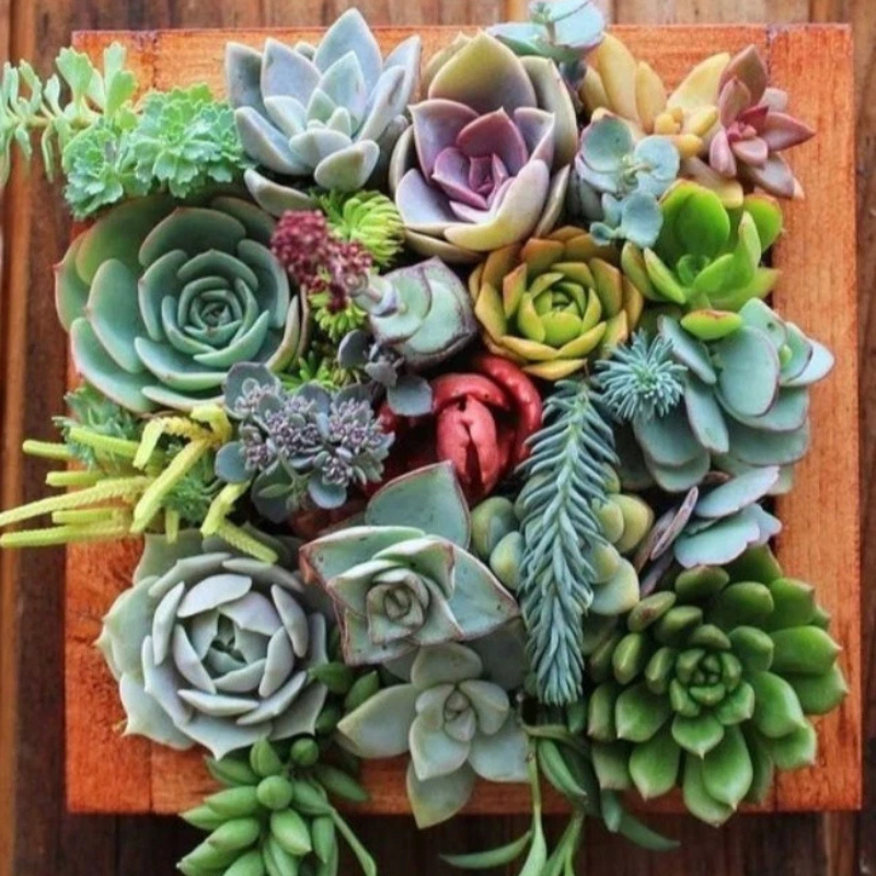 Assorted Echeveria succulents displaying colorful rosettes in a decorative planter. HarvestNest Seeds