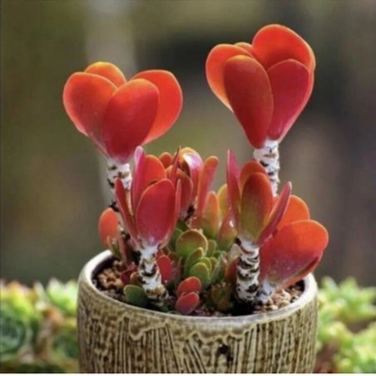 50 Echeveria Succulent Seeds Mix – Assorted Species