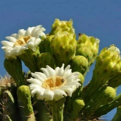50 Giant Saguaro Cactus Seeds – Carnegiea gigantea