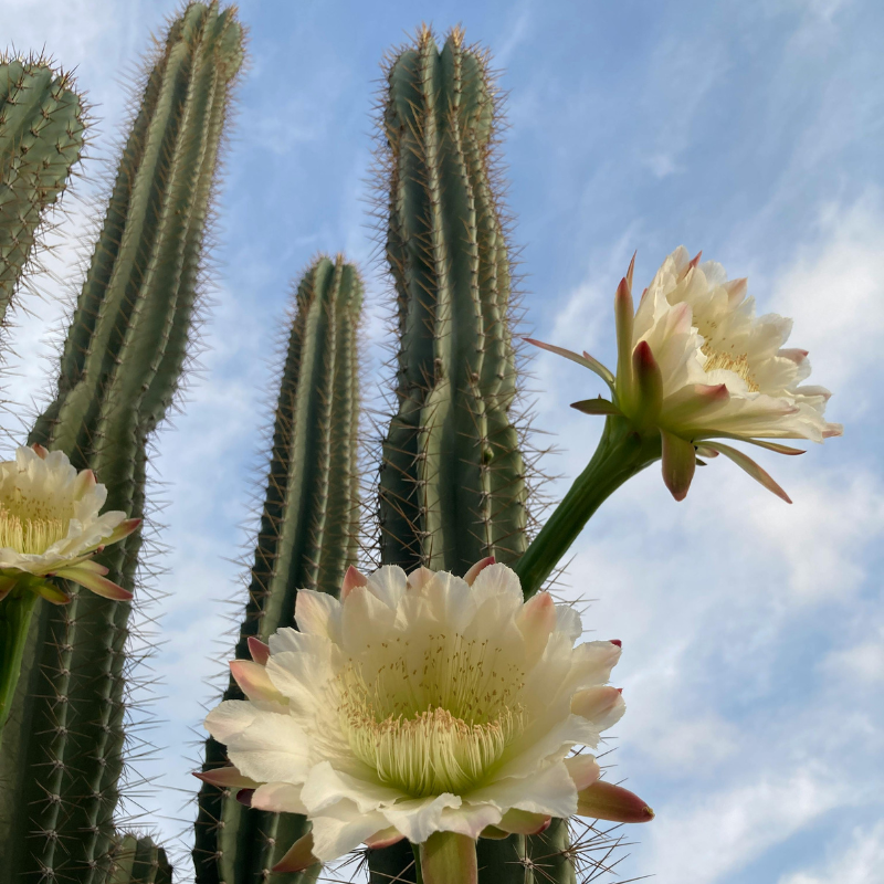 Giant Saguaro Cactus with stunning white blooms, perfect for desert gardens, xeriscaping, and drought-tolerant landscapes. HarvestNest Seeds