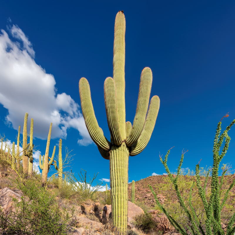 50 Giant Saguaro Cactus Seeds – Carnegiea gigantea