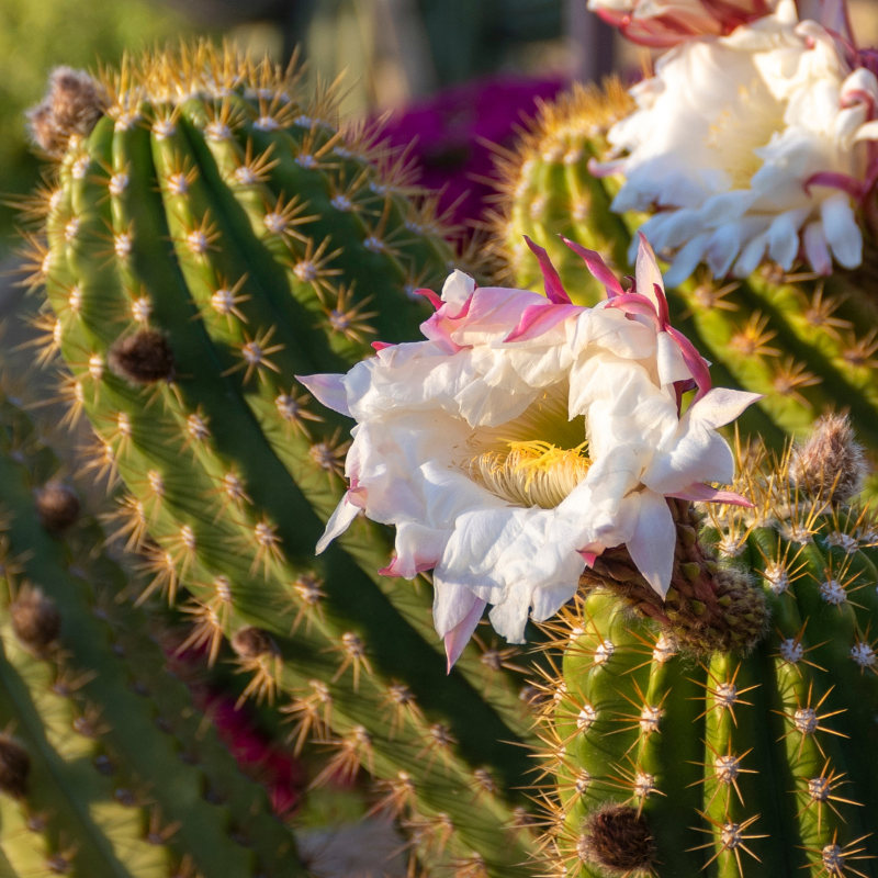 50 Giant Saguaro Cactus Seeds – Carnegiea gigantea