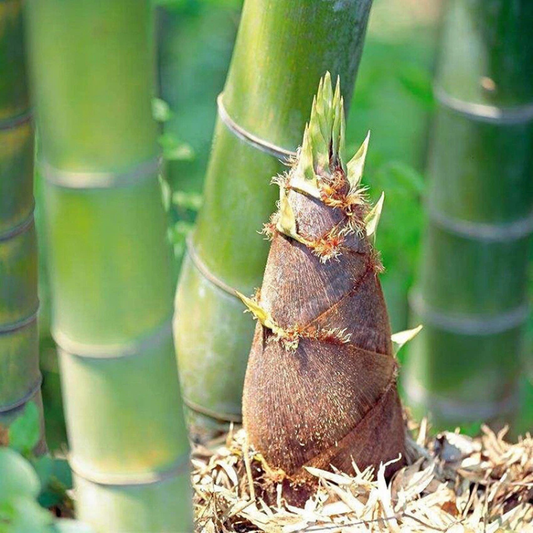 Bamboo shoot sprouting from a green Moso bamboo stalk. HarvestNest Seeds