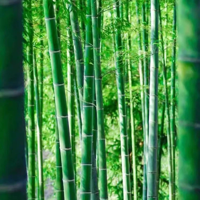 50 Giant Moso Bamboo Seeds