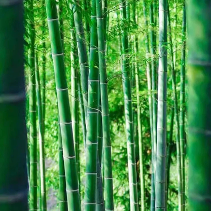 50 Giant Moso Bamboo Seeds