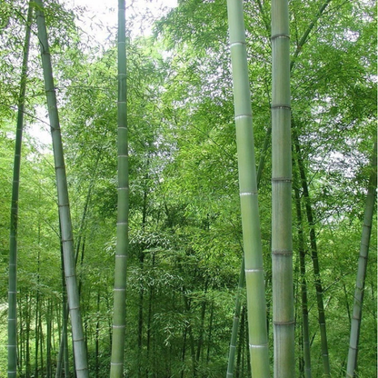 Tall green Moso bamboo stalks in lush forest setting. HarvestNest Seeds