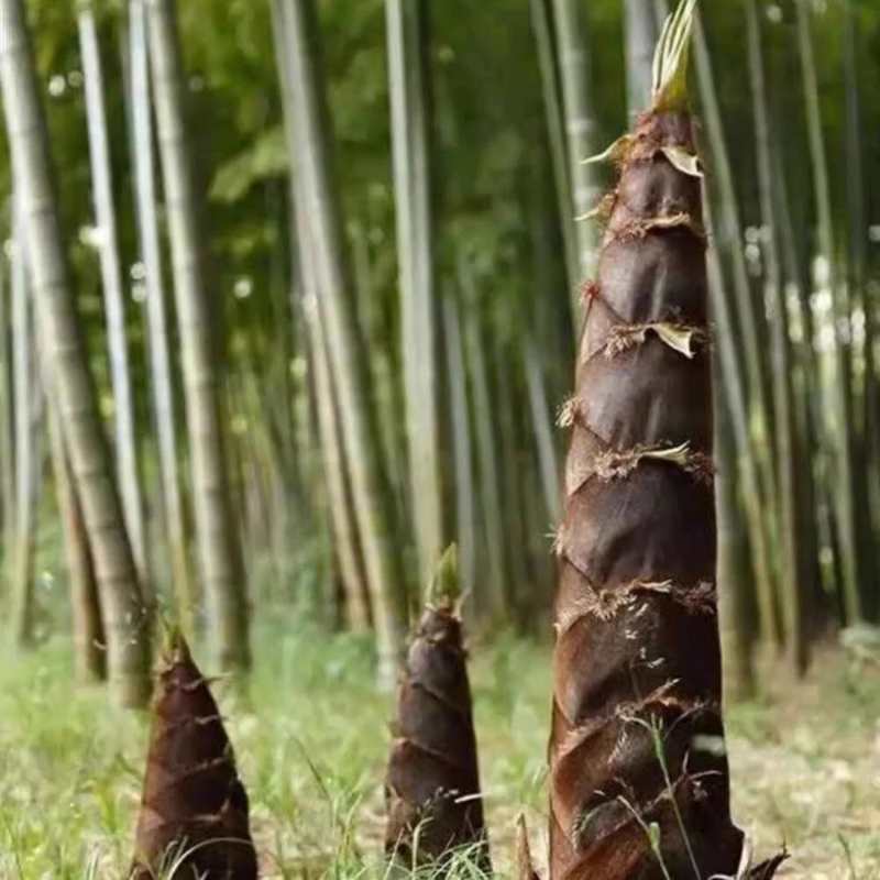 50 Giant Moso Bamboo Seeds