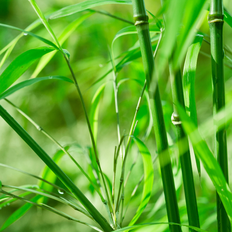50 Giant Moso Bamboo Seeds