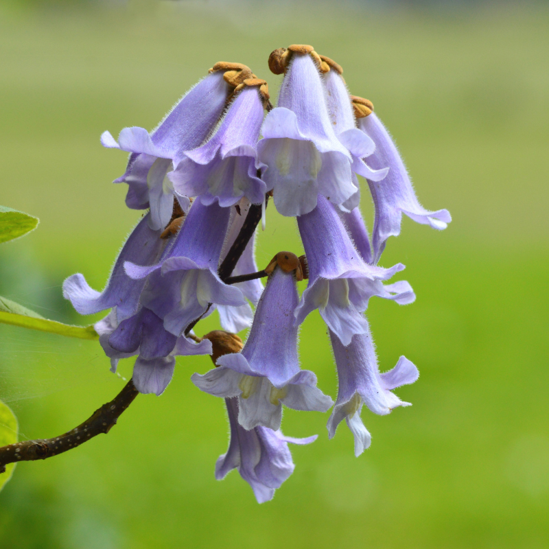 Royal Paulownia (Paulownia elongata) displaying elegant lavender bell-shaped flowers, prized for fast growth, ornamental beauty, and pollinator attraction. HarvestNest Seeds