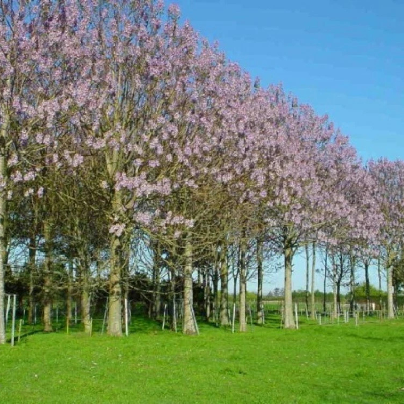 Royal Paulownia trees in full lavender bloom, creating a stunning flowering landscape with fast-growing shade and ornamental beauty. HarvestNest Seeds