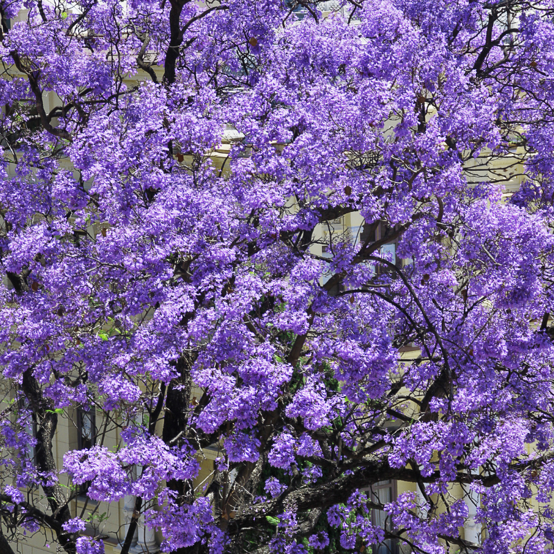 50 Royal Paulownia Seeds – Paulownia elongata