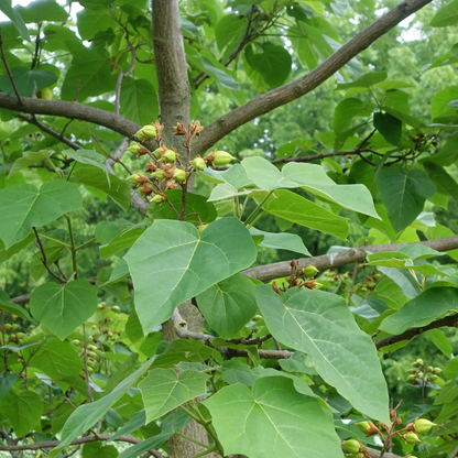 50 Royal Paulownia Seeds – Paulownia elongata