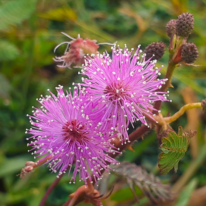 Delicate purple blooms of the sensitive touch plant. HarvestNest Seeds